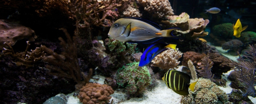 Mořská akvaristika ReefHome 