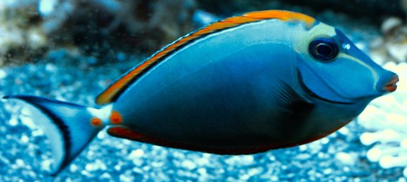 Mořská akvaristika ReefHome 