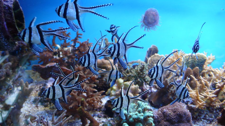 Mořská akvaristika ReefHome 