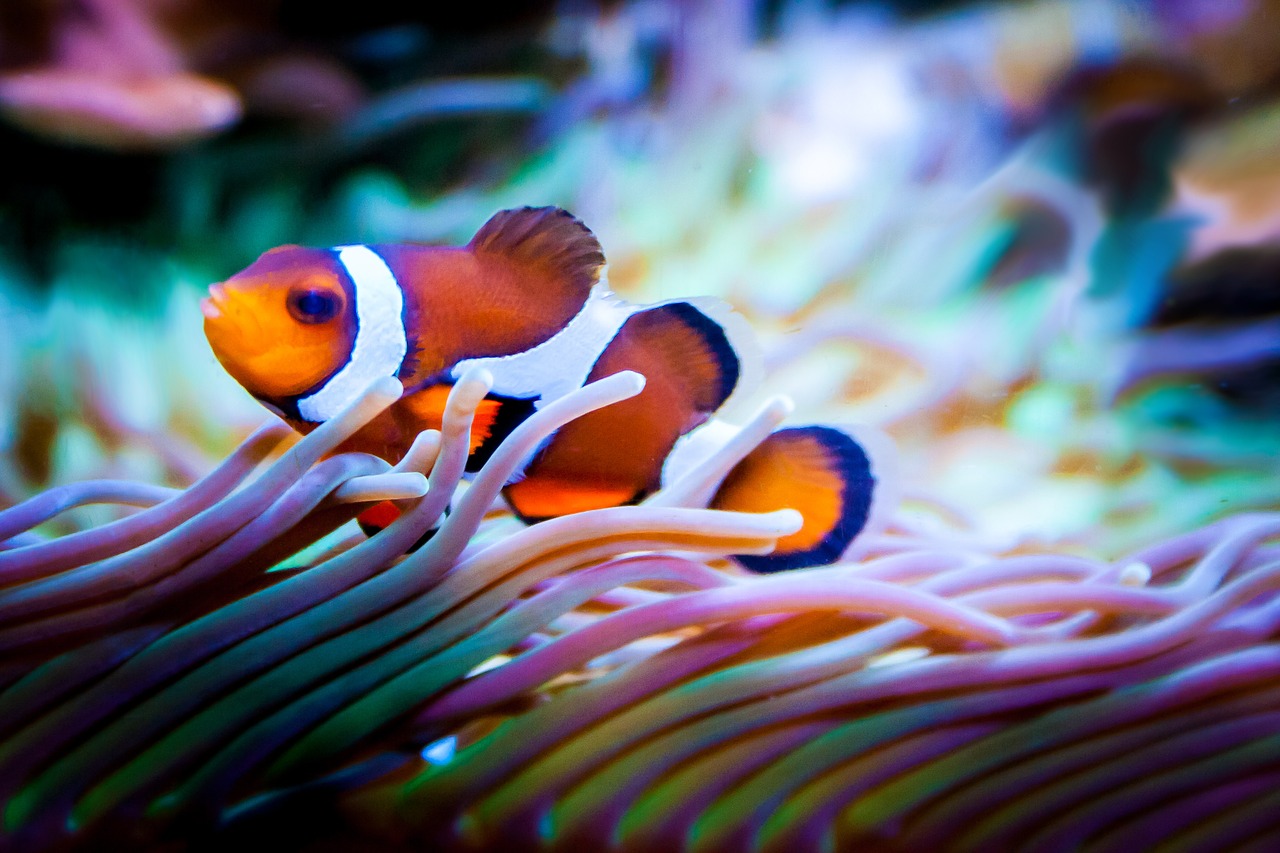 Mořská akvaristika ReefHome 