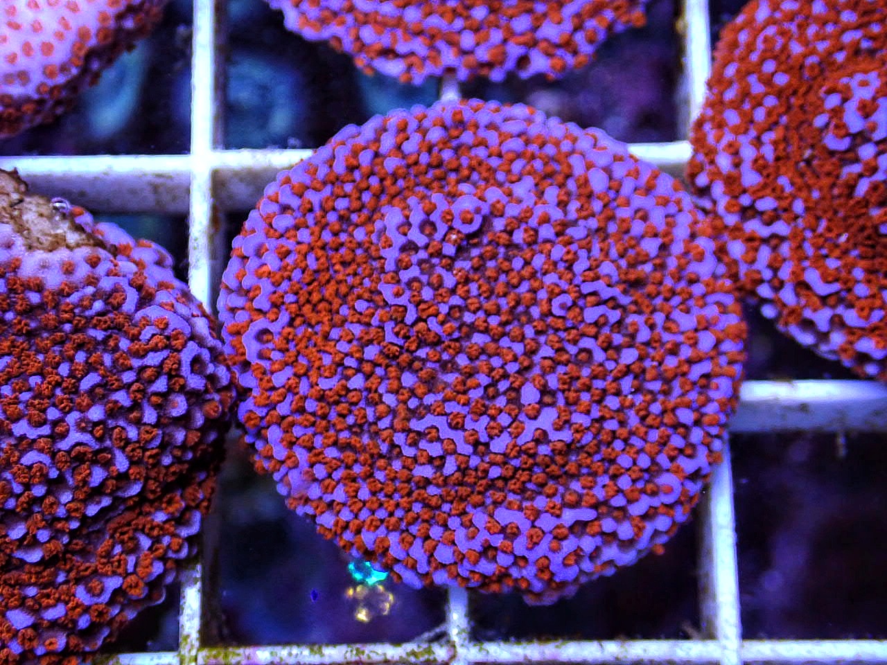 Montipora sp.
