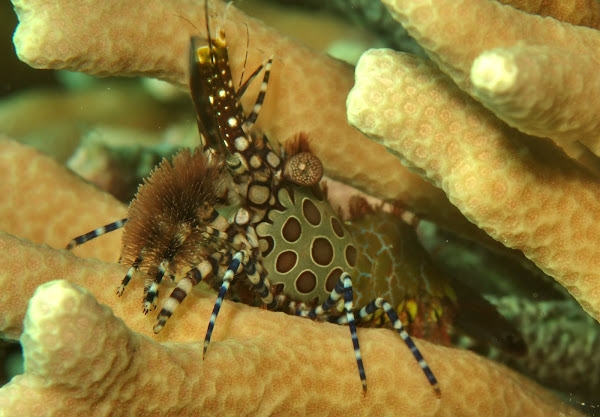 Saron marmoratus