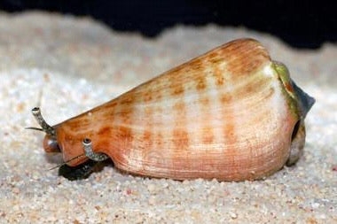 Strombus luhanus XL 5cm