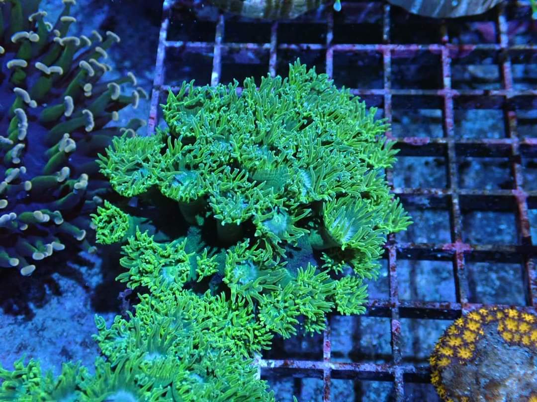 Turbinaria peltata 8cm
