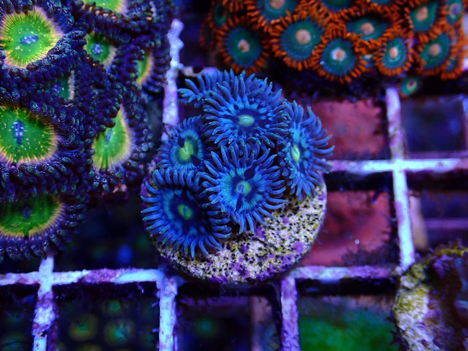 Zoanthus sp. (Silver flower )