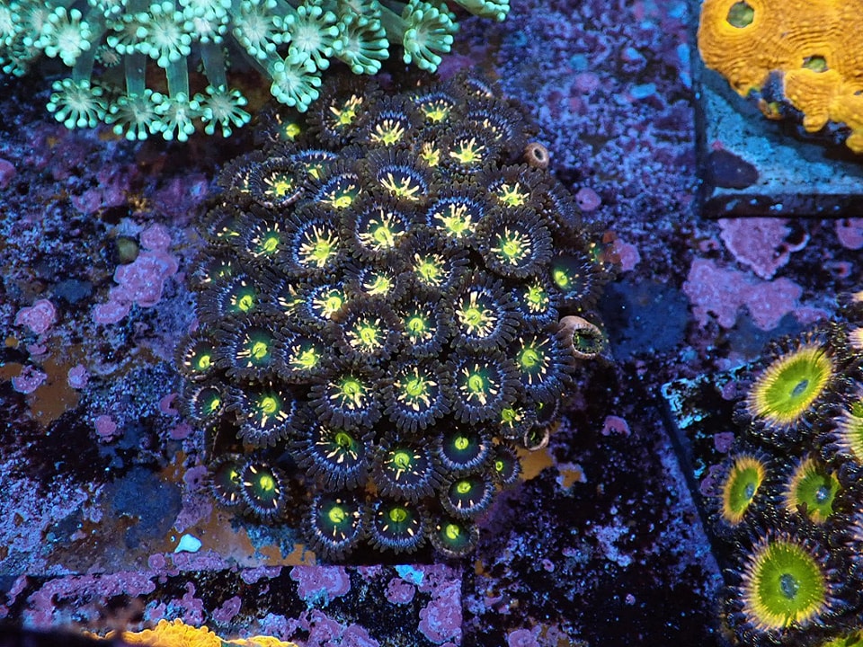 Zoanthus sp. 8p.