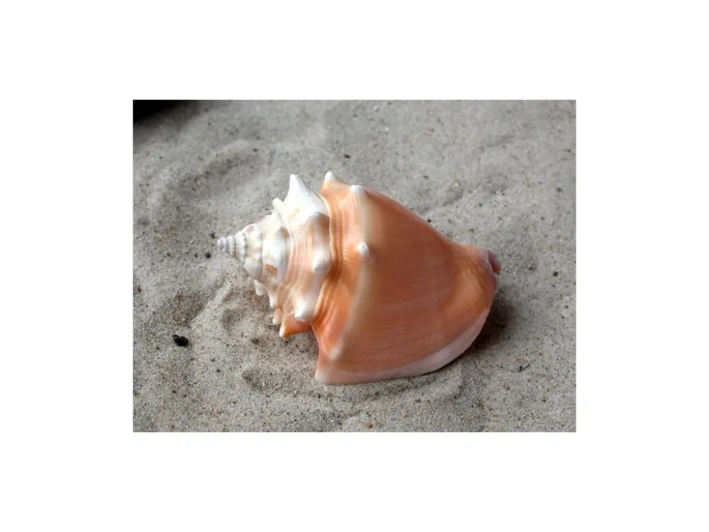 Strombus pugilis Caribbean