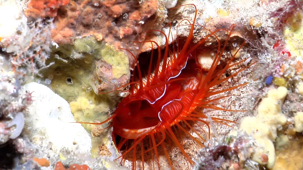 Lima orientalis