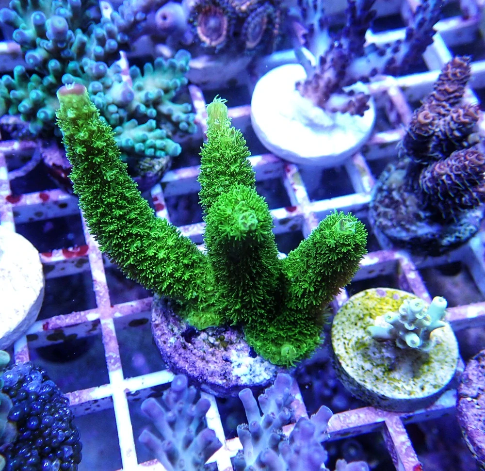 Acropora tumida
