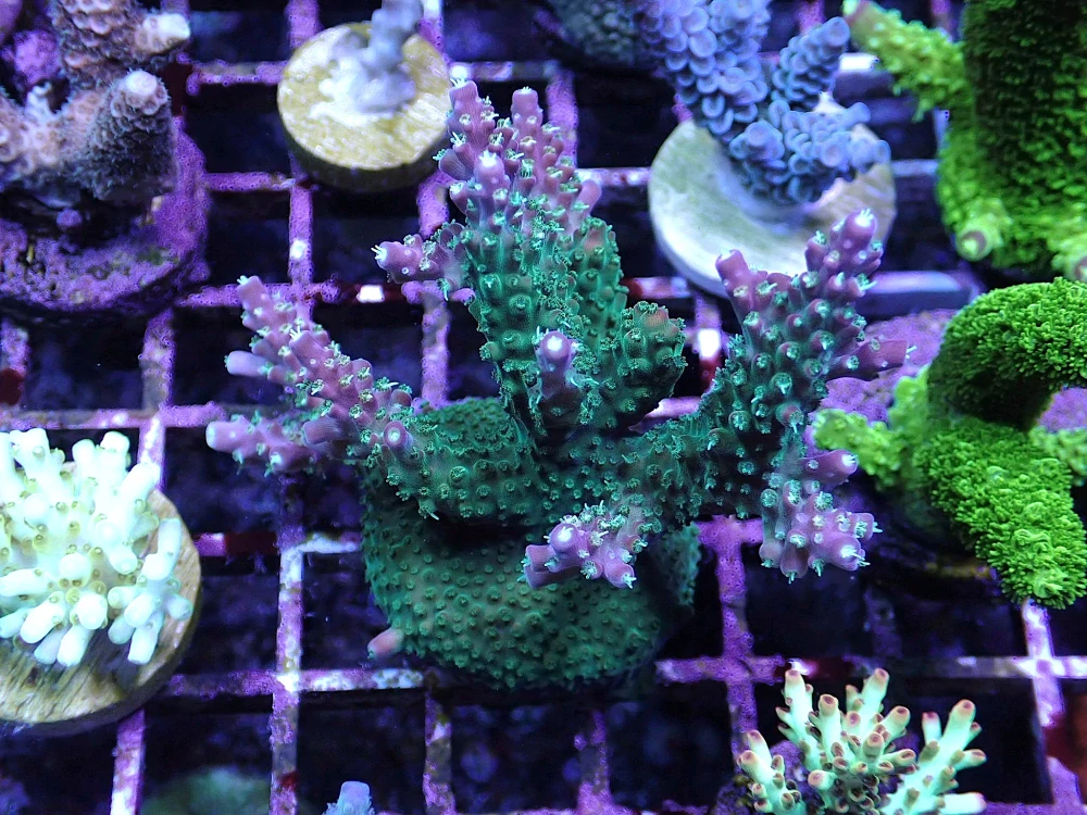 Acropora sp.