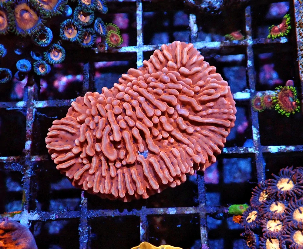 Montipora palawanensis Ultra