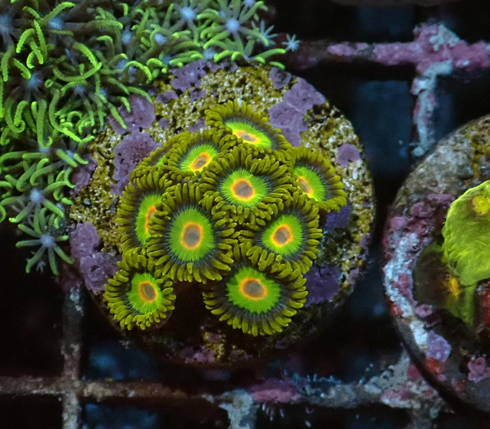 Zoanthus Rasta