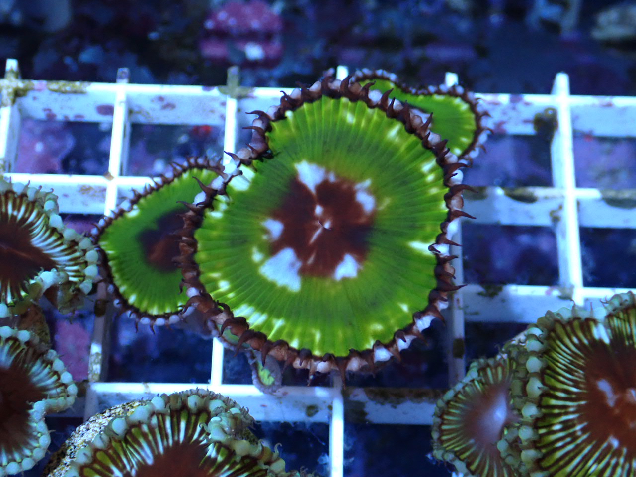 Zoanthus Palythoa grandis XL (2 p.)