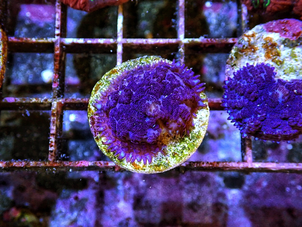 Rhodactis Blue