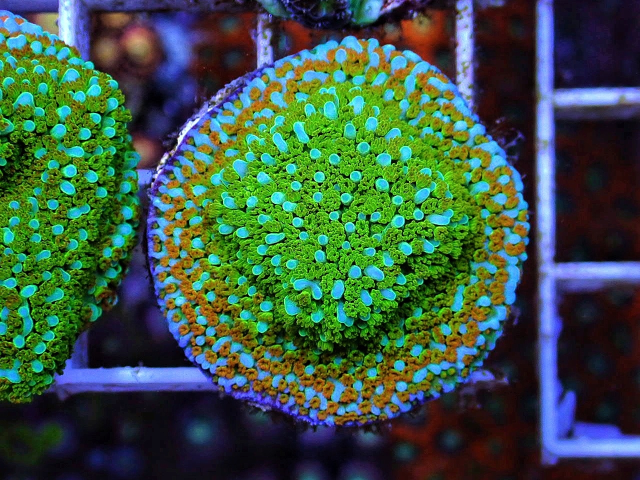 Montipora sp.