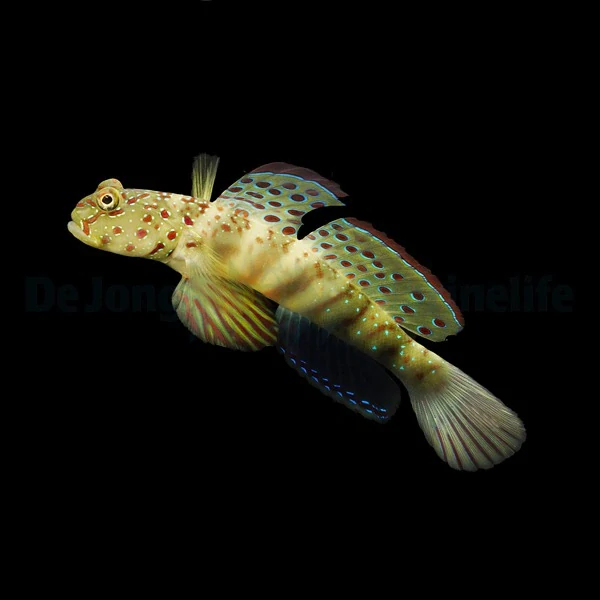 Cryptocentrus leptocephalus