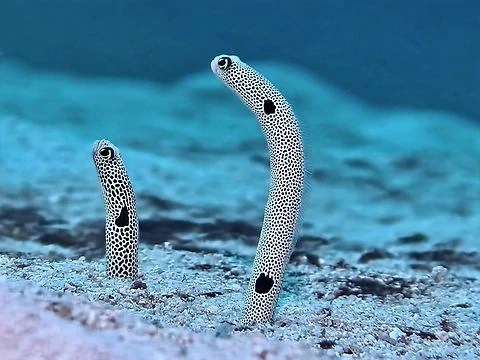 Heteroconger hassi