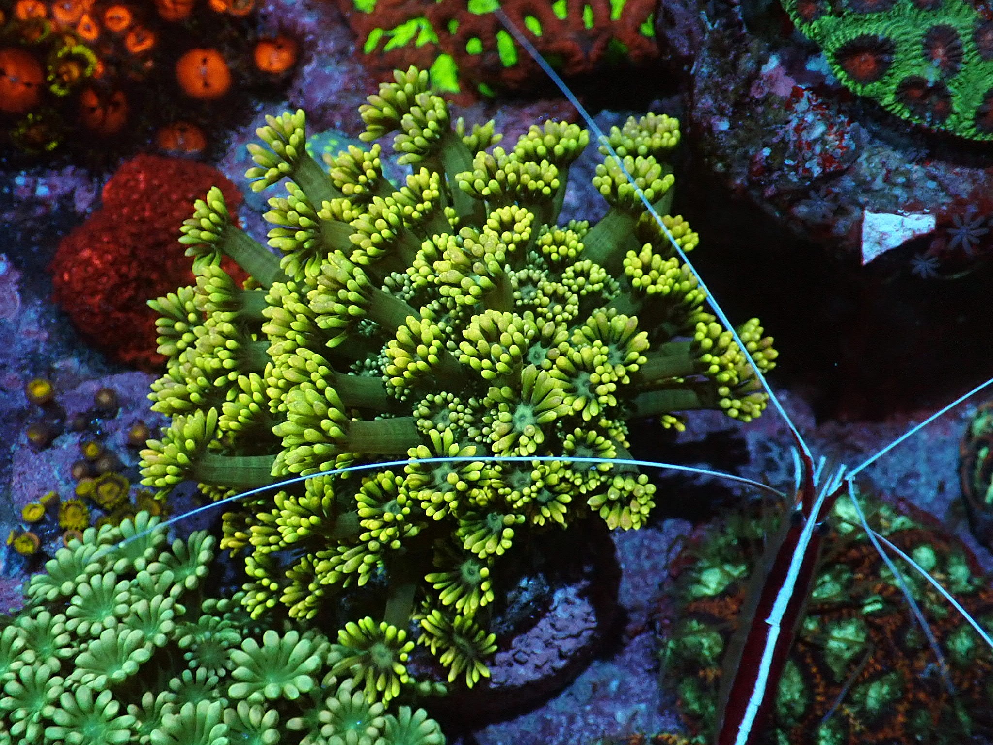 Goniopora Yellow (5cm)