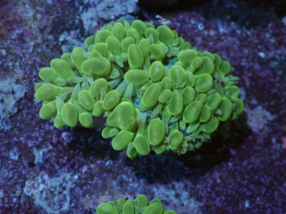 Physogyra lichtensteini (ultra)