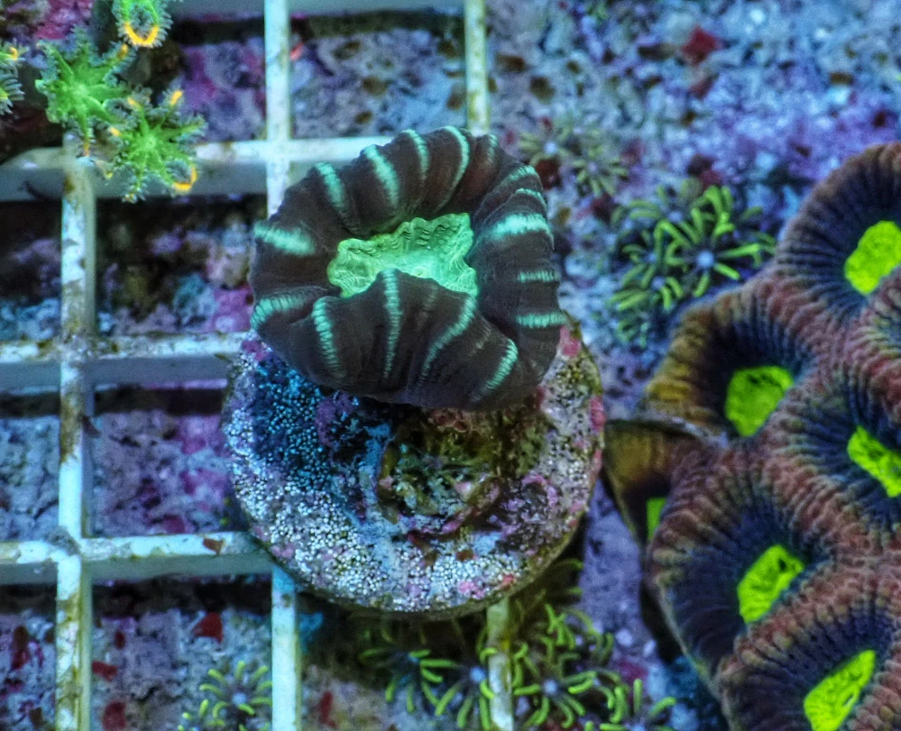 Caulastrea bicolor
