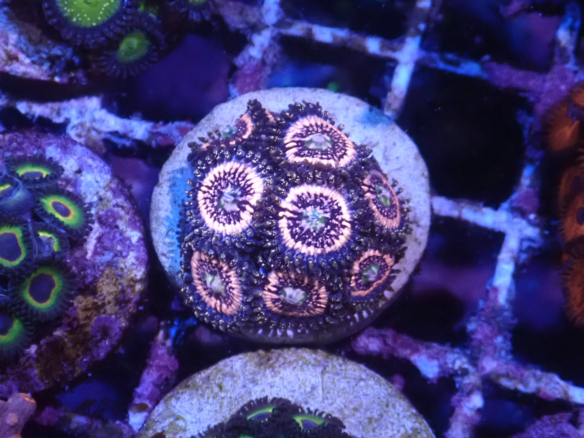 Zoanthus Pink Zipper