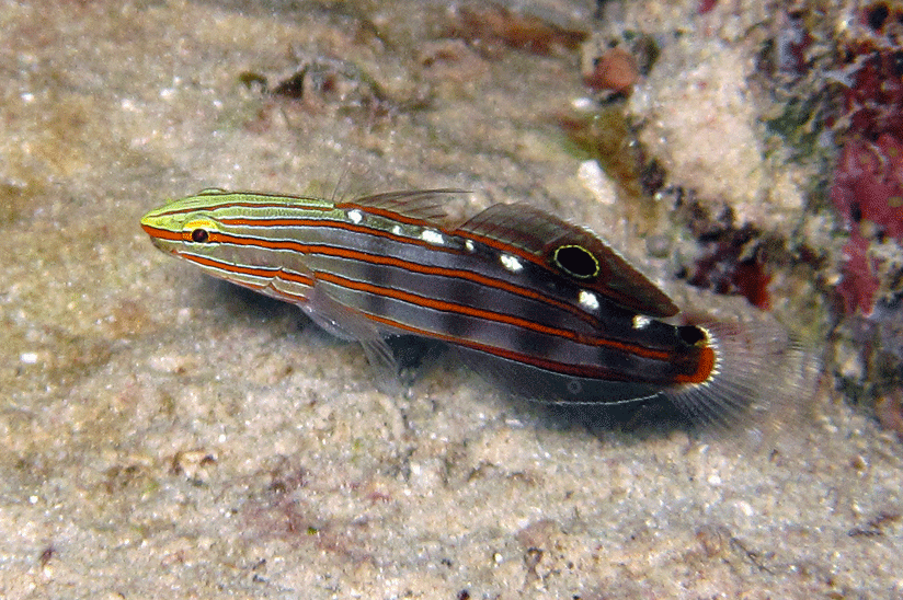 Amblygobius rainfordi (pár)