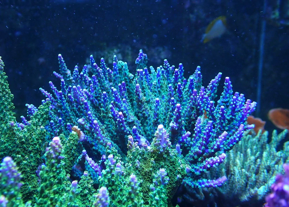 Acropora valida