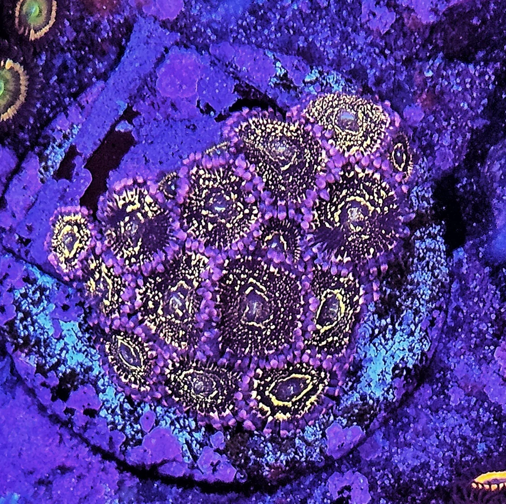 Zoanthus Stratosphere 1p.