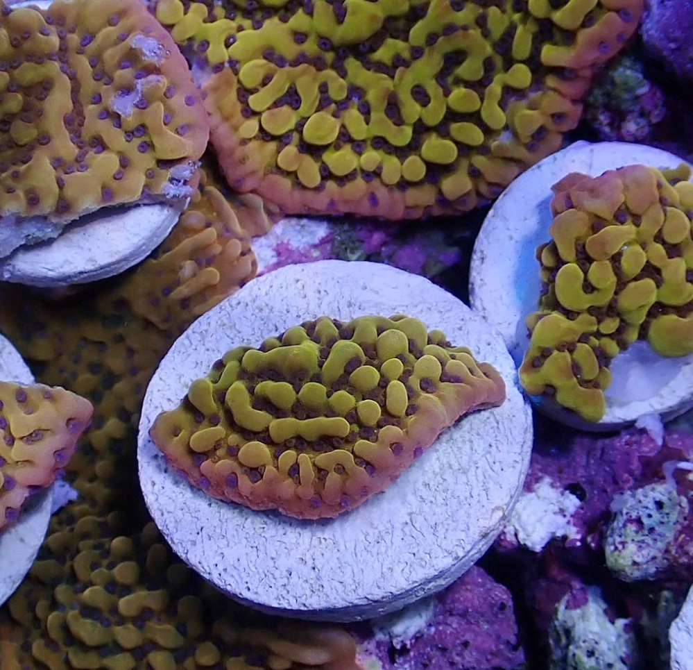 Montipora palawanensis (Crazy-T)