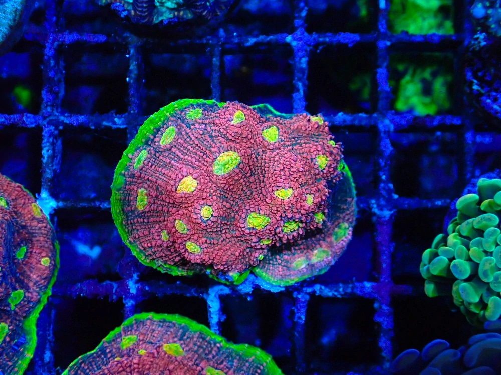 Echinophyllia watermelon (frag 4x4cm)