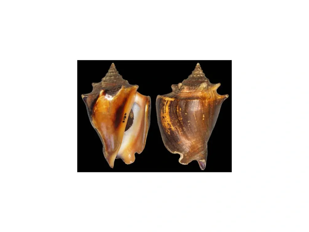 Strombus pugilis Caribbean