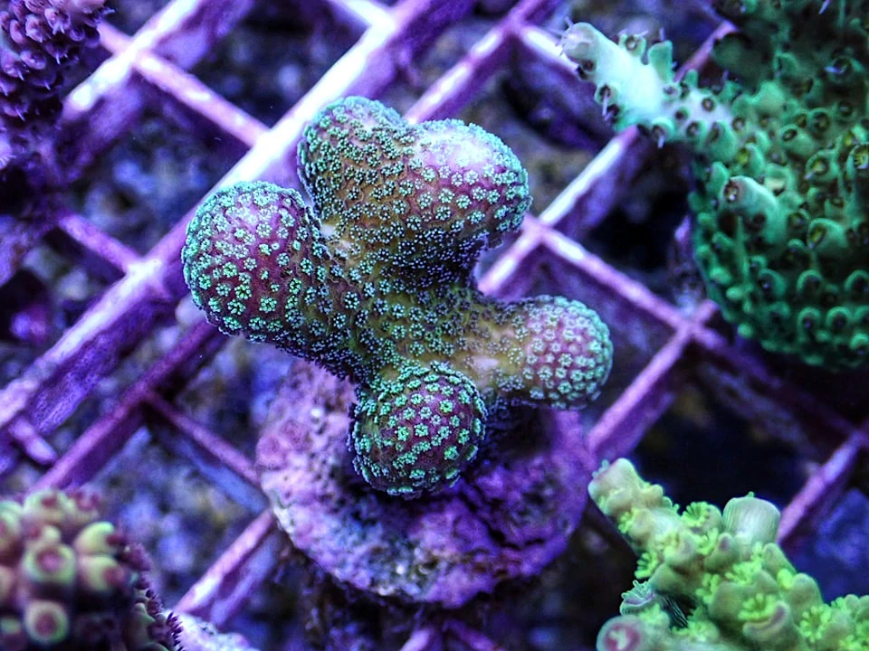 Stylophora pistillata Rose Green  (frag 4cm)