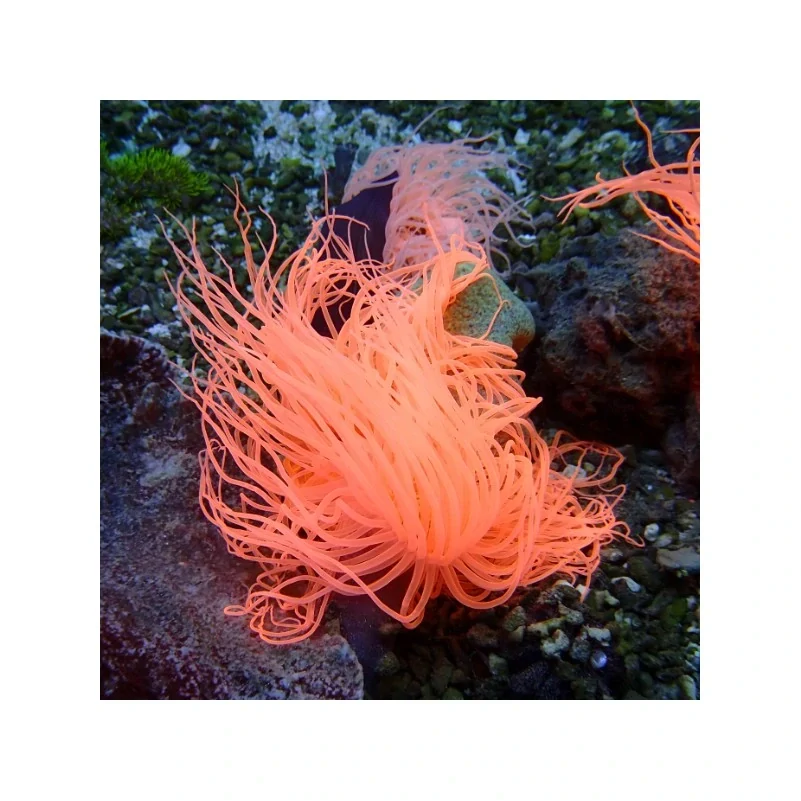 Pachycerianthus Orientalis Rose (metalic orange)