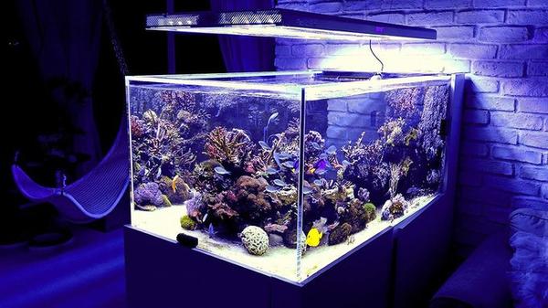 Pandora Hyperion S 2x145W, 8x39W T5