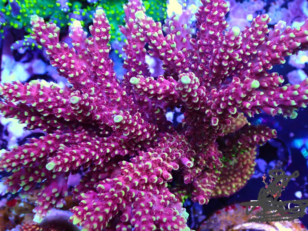 Acropora sp. (Terra Red)