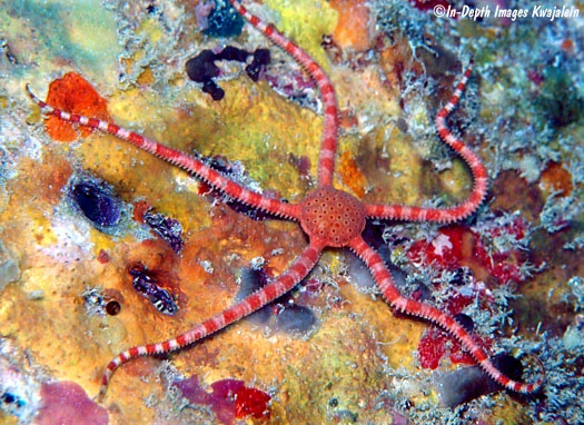 Ophiomyxa australis 