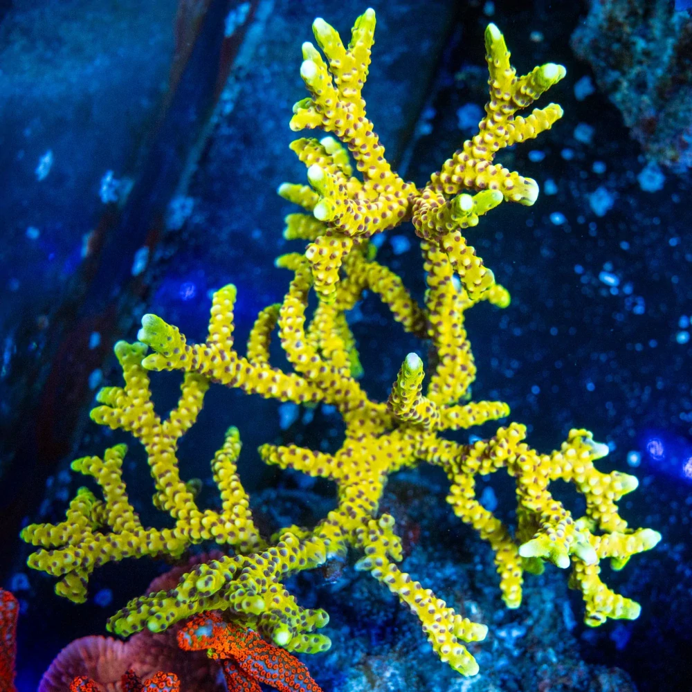Anacropora (Goldenrod) frag 4cm
