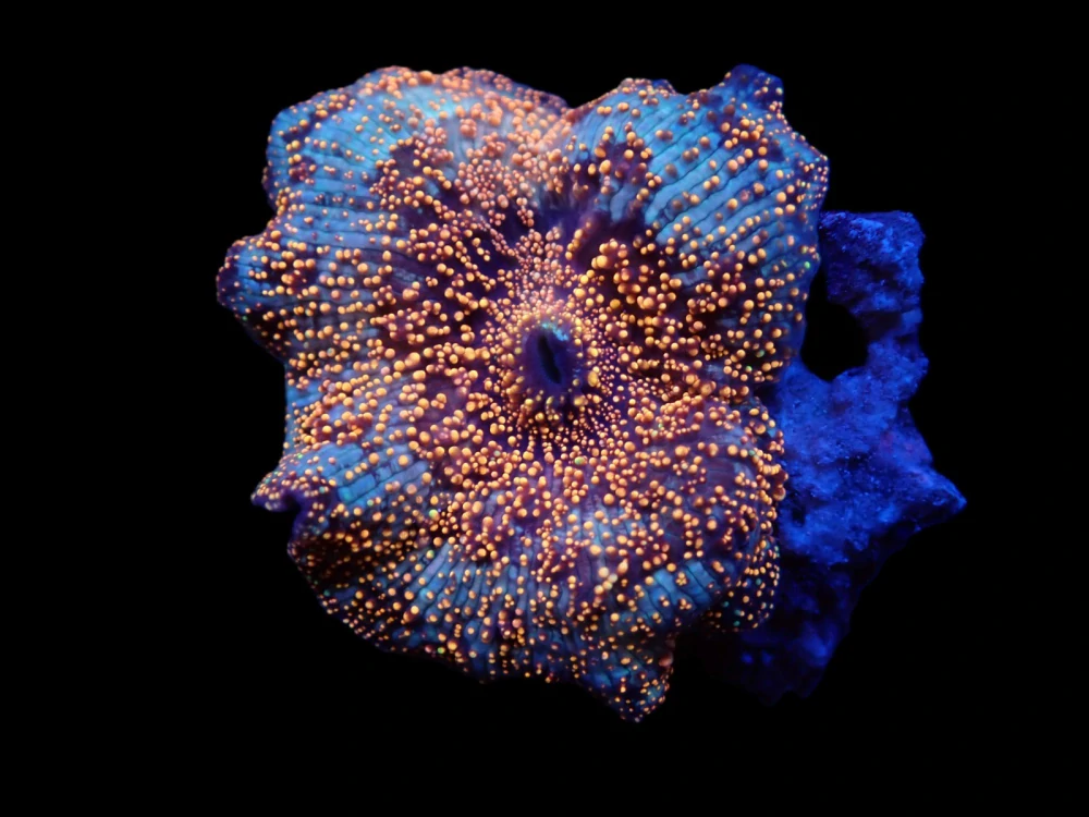 Discosoma (Interstellar)