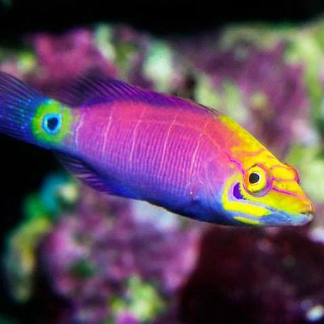 Pseudocheilinus ocellatus