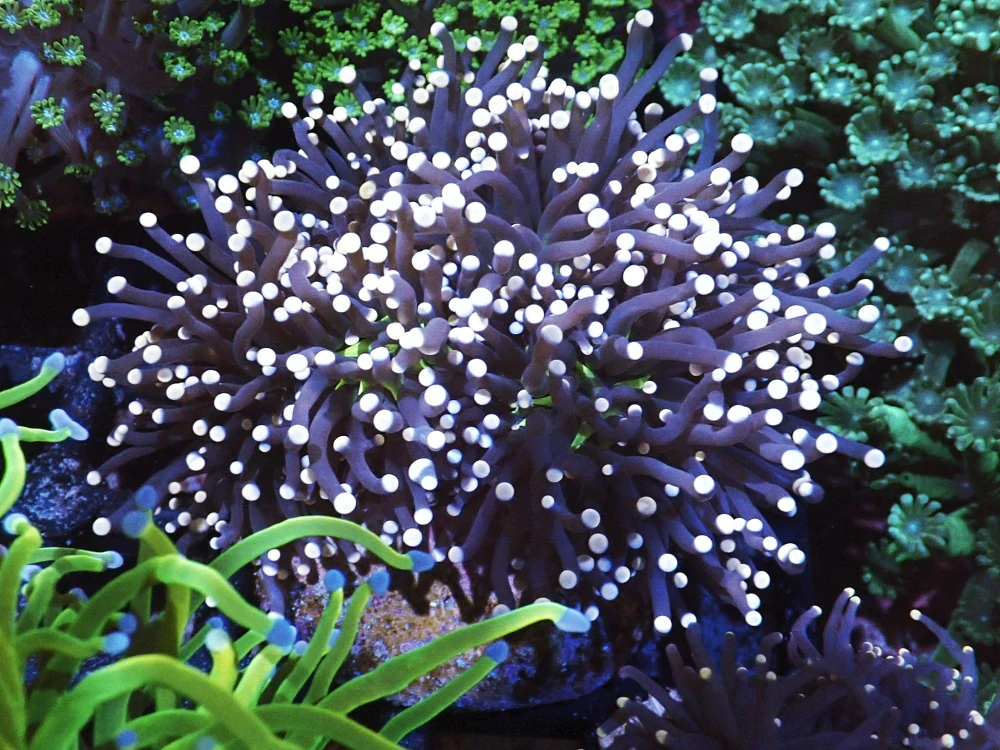 Euphyllia glabrescens (Joker) 1h.