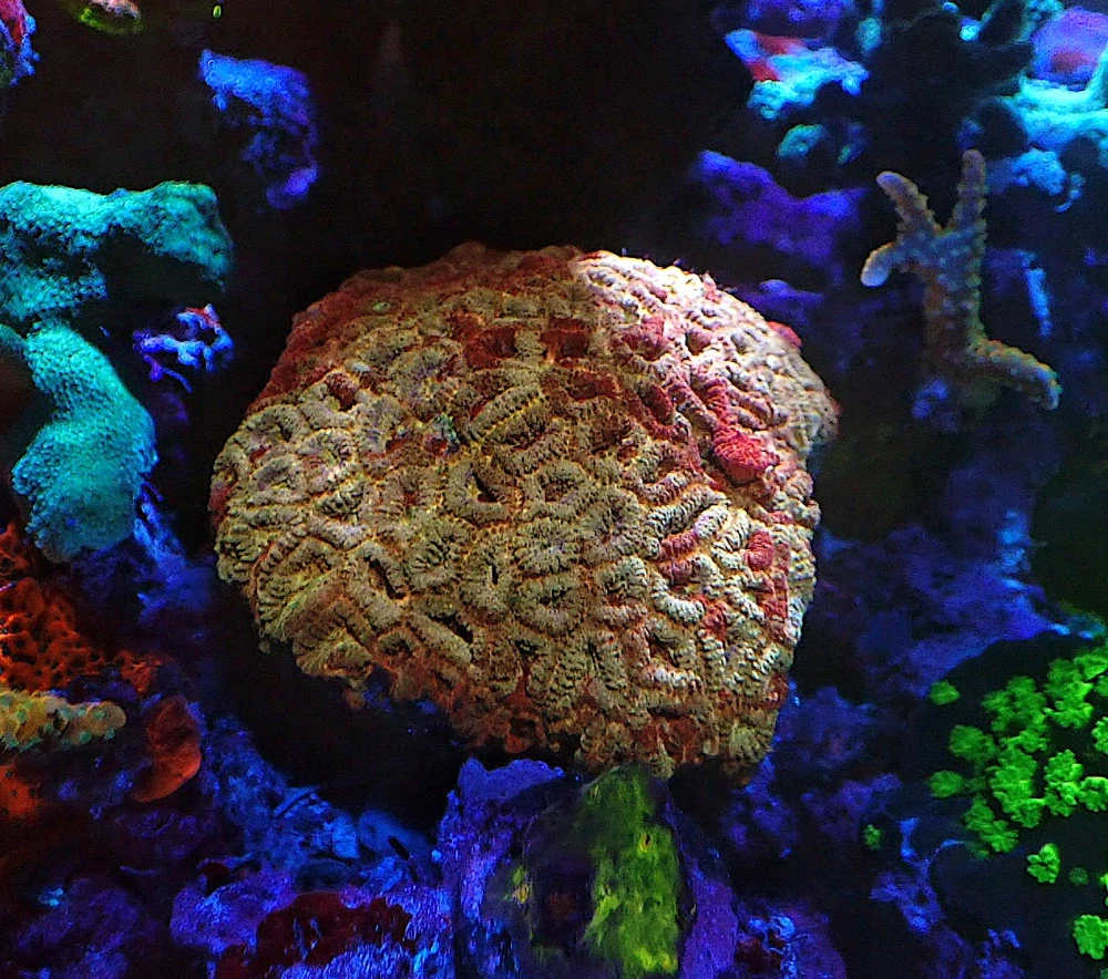 Favia sp. Ultra  ( 8cm)