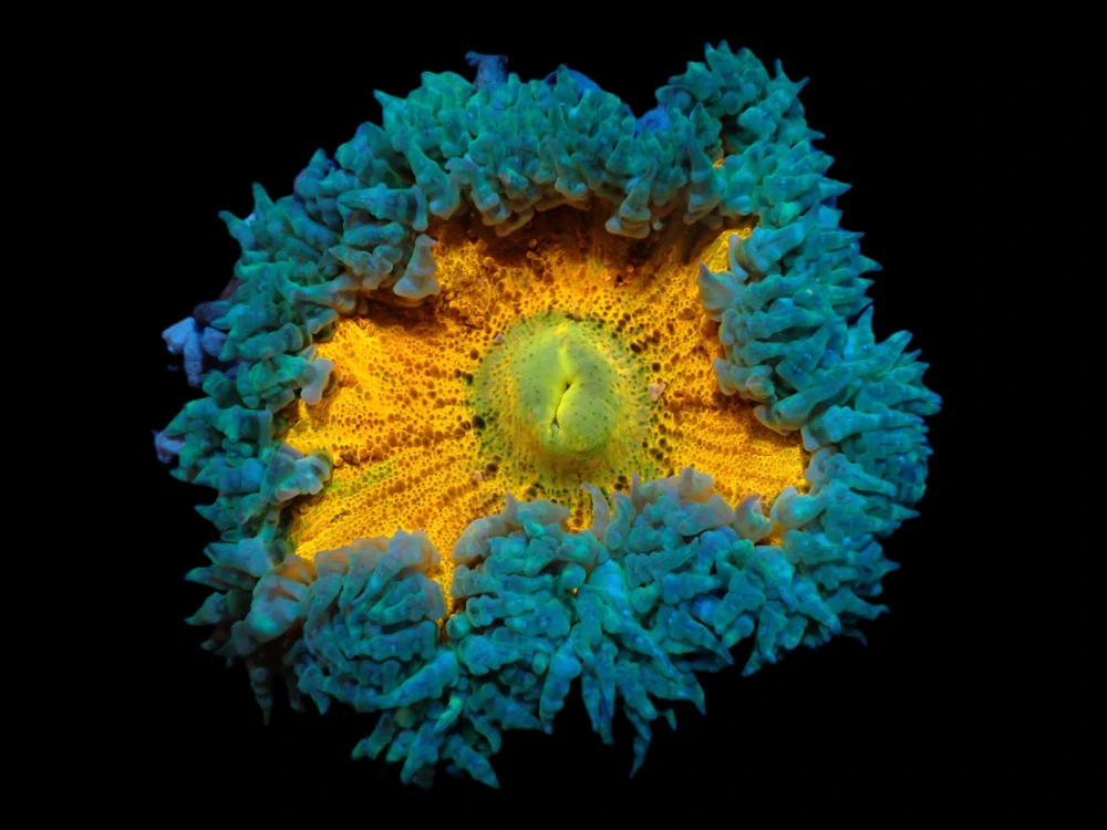 Epicystis crucifer 