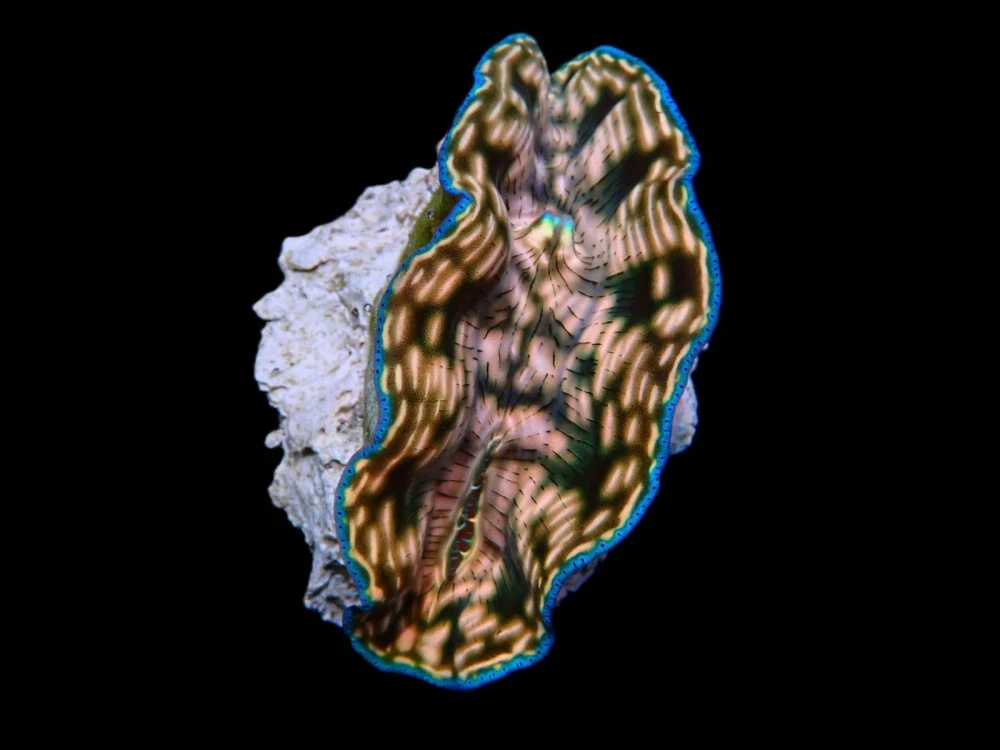 Tridacna derasa 9cm
