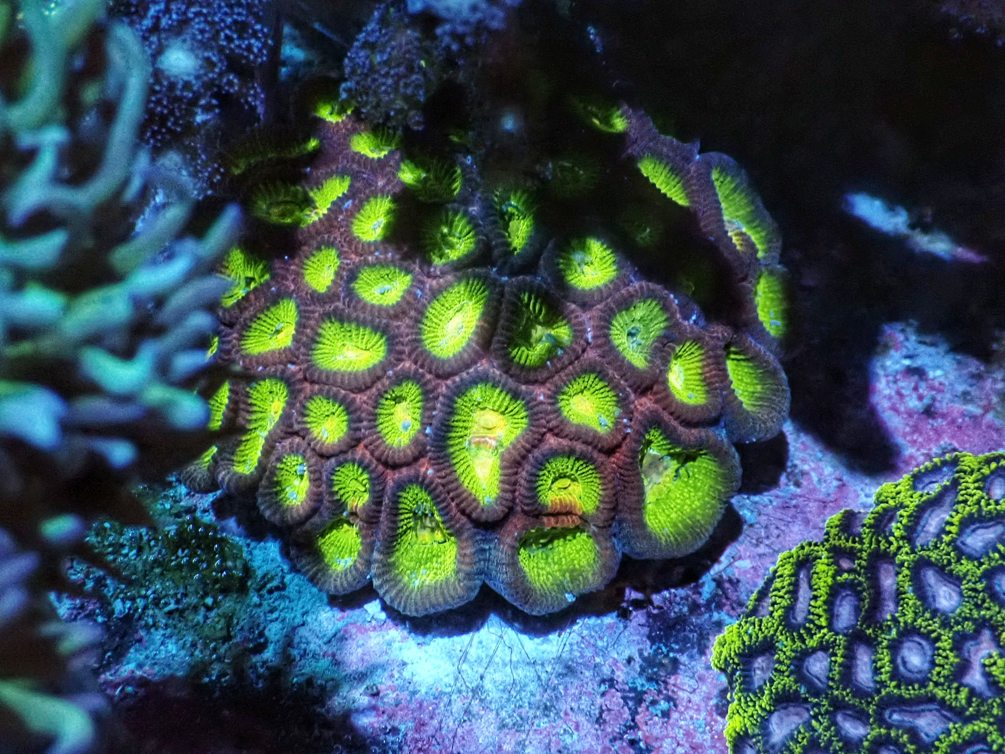 Favia sp.