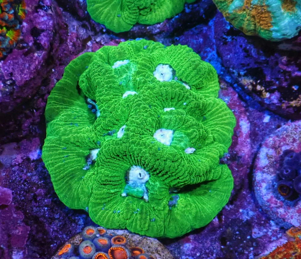 Goniastrea (ultra)