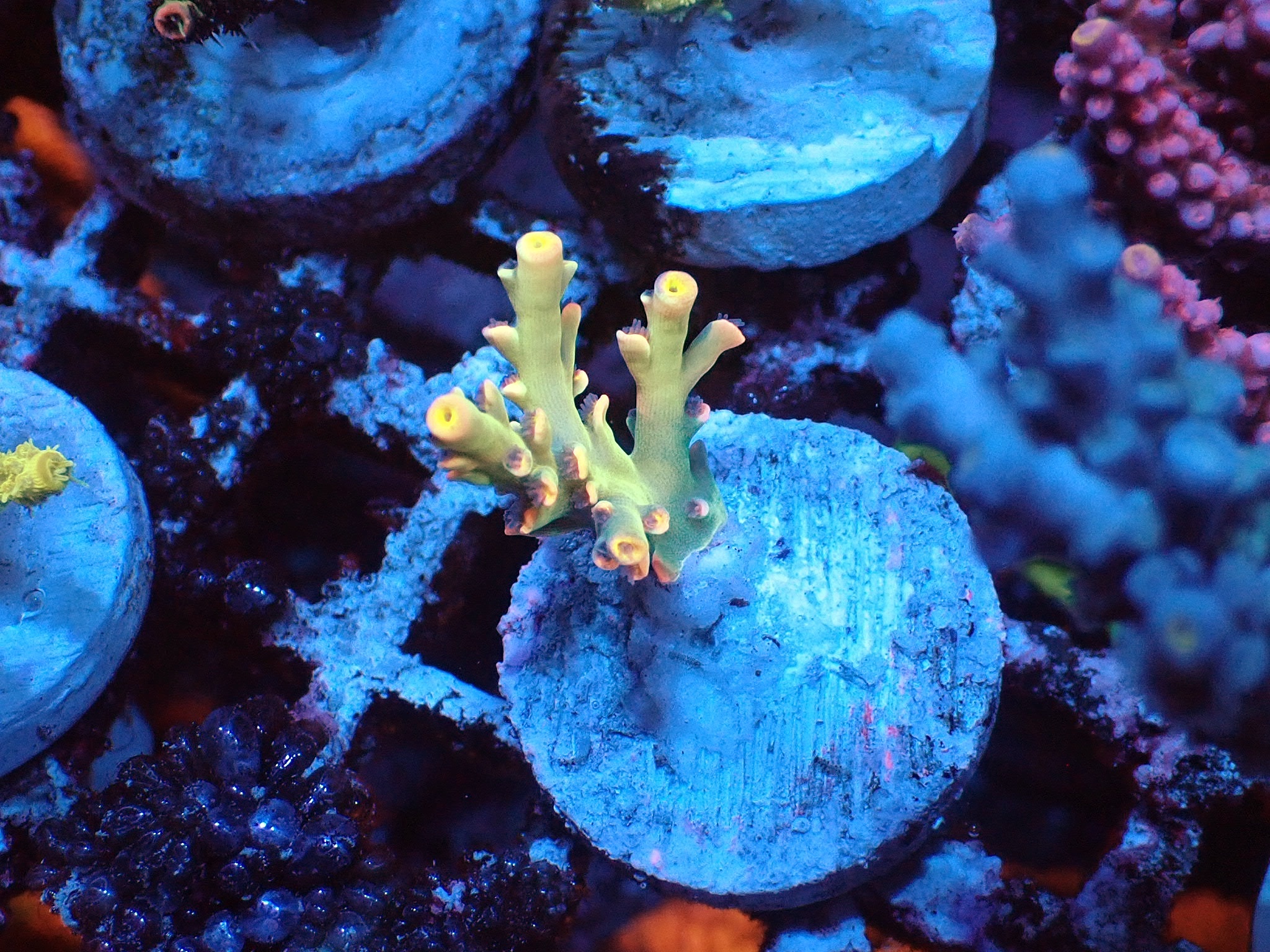 Acropora speciosa (Borneo) frag 3cm