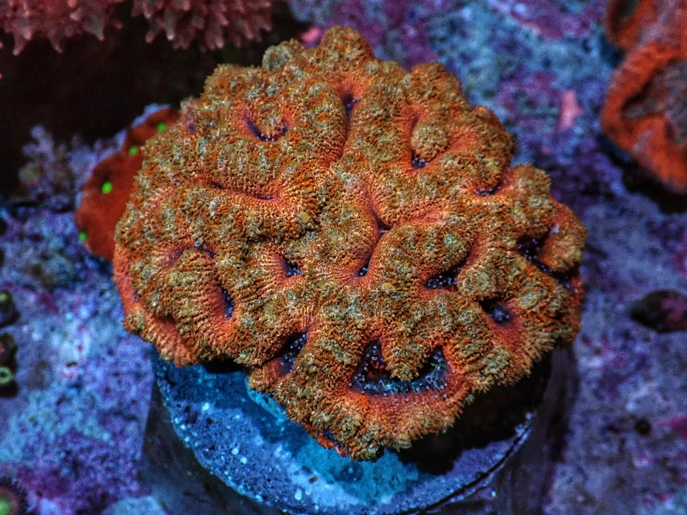Acanthastrea  Ultra 