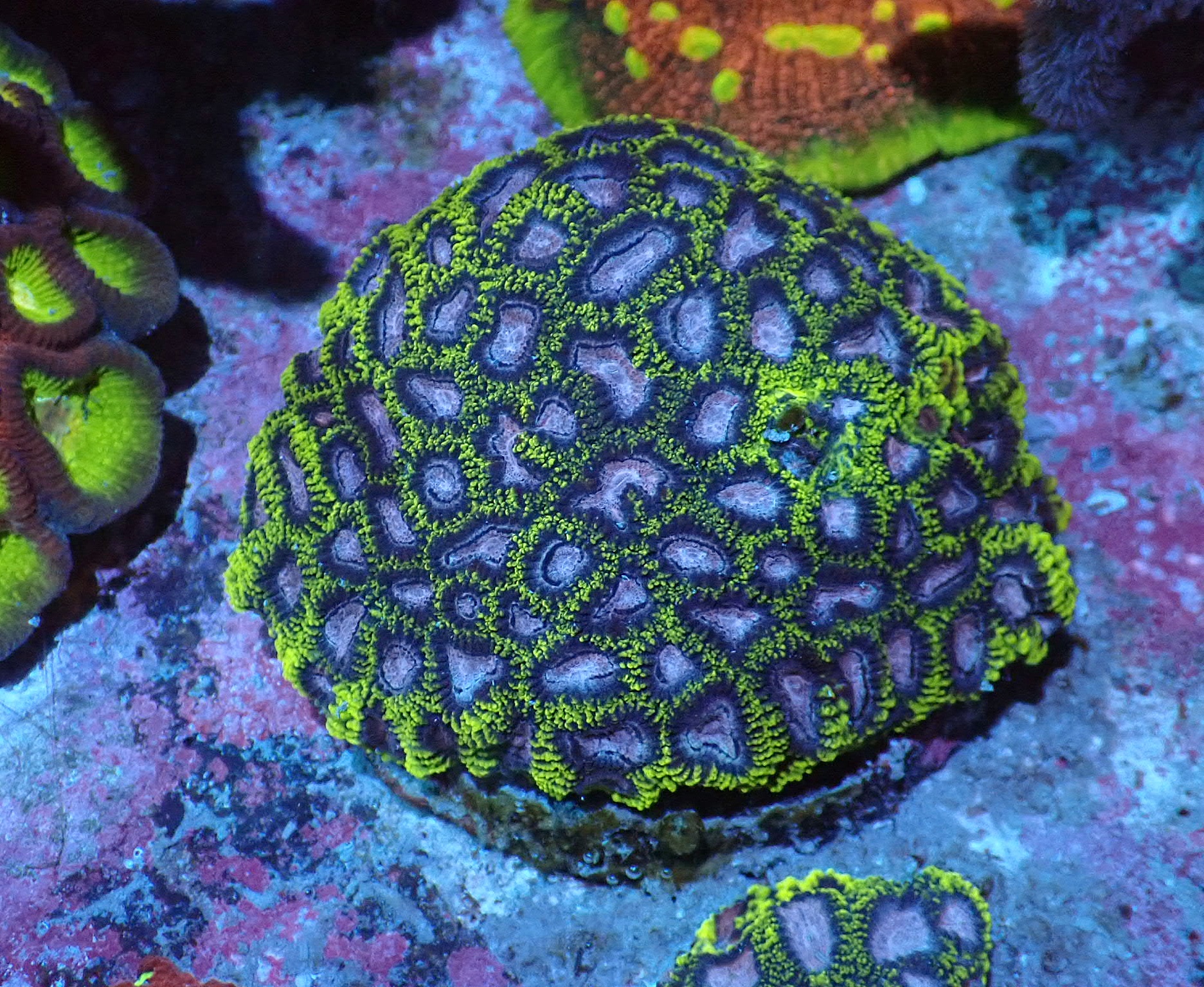 Favia WWC Space Monkey 