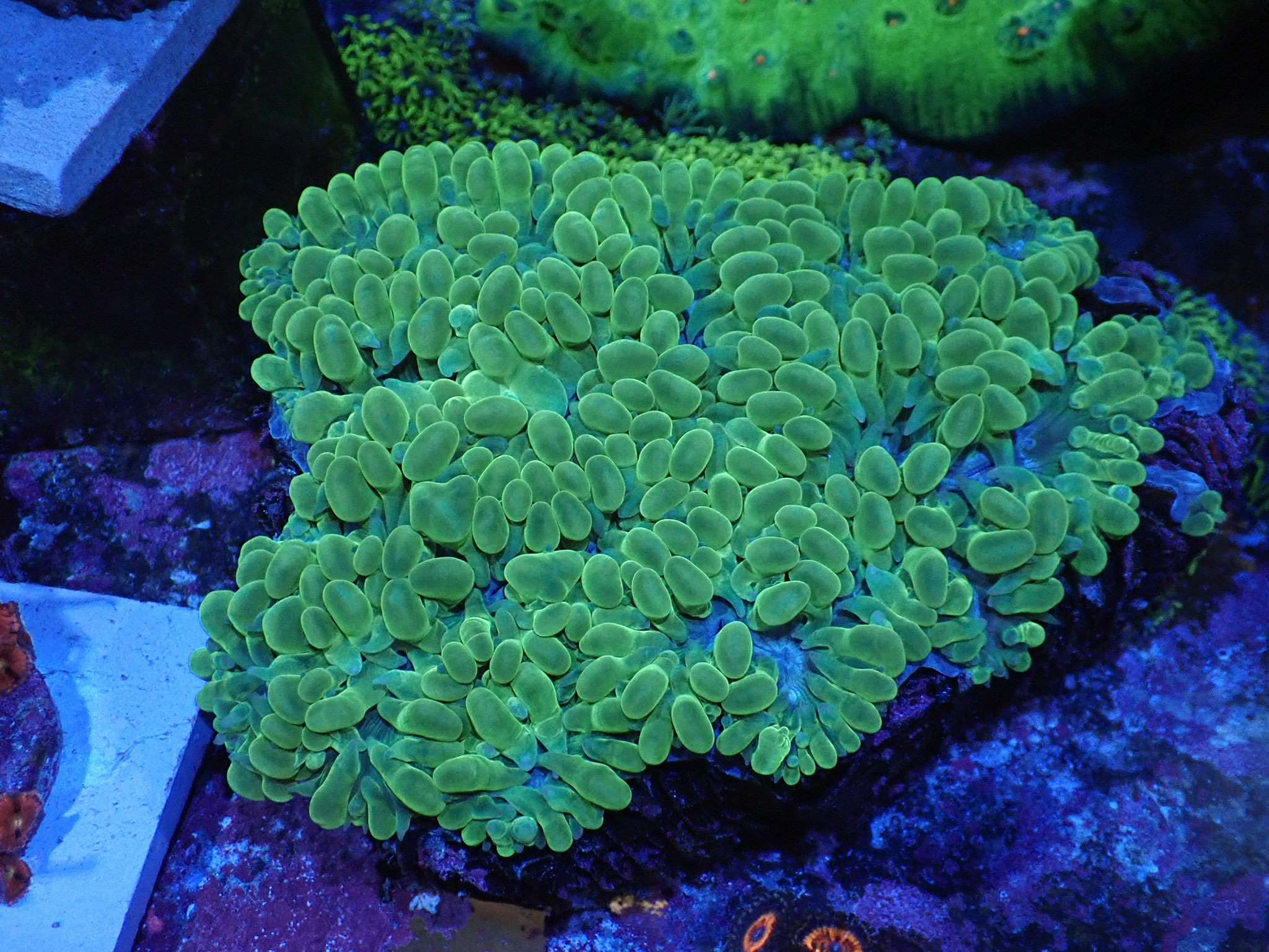 Physogyra lichtensteini ( ultra )