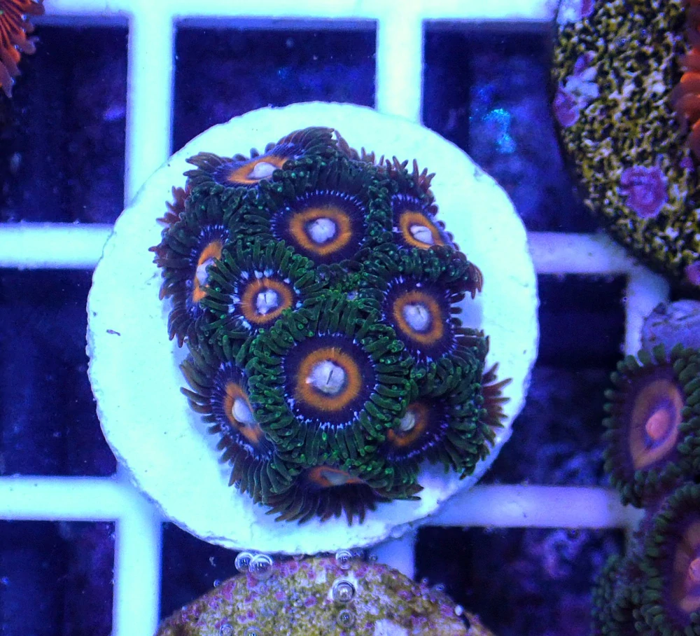 Zoanthus Double Decker